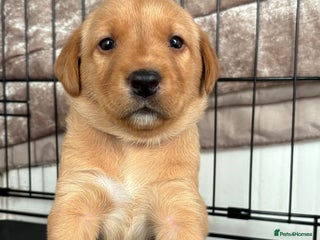 Labrador Retriever dogs - Advert 2