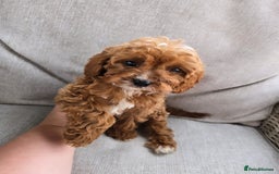 Cavapoo dogs for sale: Cavapoobabiesuk litter has arrived - Image 12