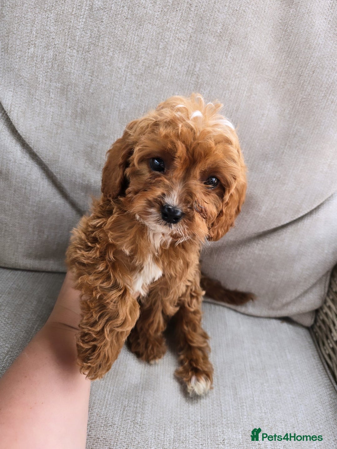 Cavapoo dogs for sale: Cavapoobabiesuk litter has arrived - Image 12