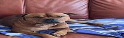 Staffordshire Bull Terrier dogs for sale: Stunning KC Red Staffordshire Bull Terrier (male) in Chesterfield - Advert 1