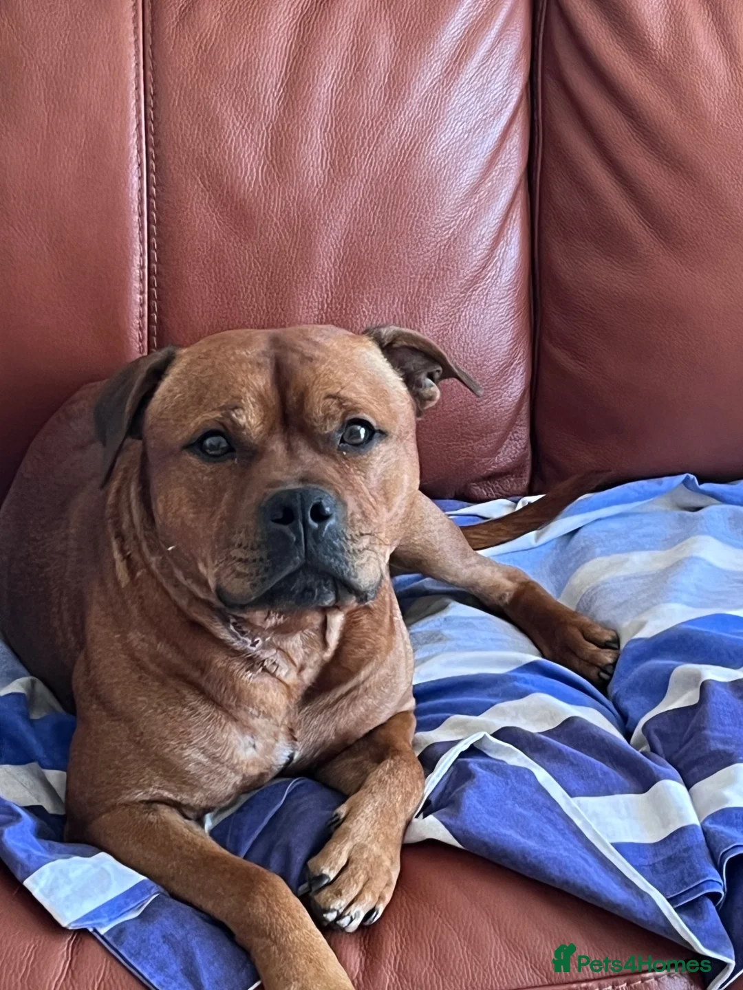 Staffordshire Bull Terrier dogs for sale: Stunning KC Red Staffordshire Bull Terrier (male) in Chesterfield - Advert 1