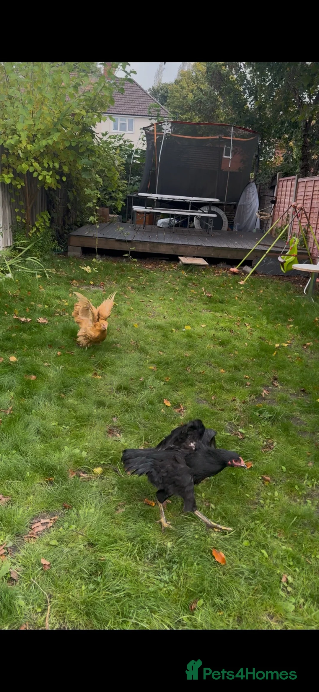 Hens poultry for sale: 2 Buff Orpington hens - Advert 2