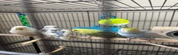 Budgerigars birds for sale: Budgies pair  - Advert 3