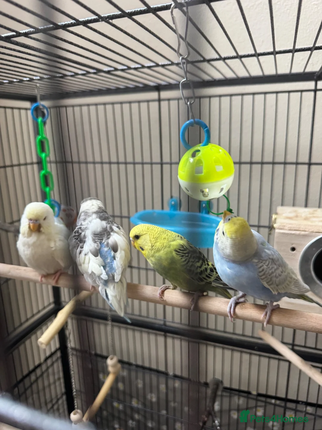 Budgerigars birds for sale: Budgies pair  - Advert 1