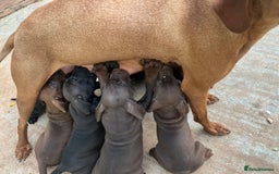 Mixed Breed dogs for sale: VISZLAMANS (viszla x Doberman) - Image 4