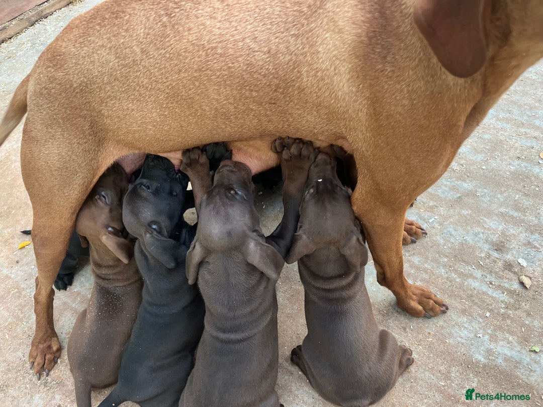 Mixed Breed dogs for sale: VISZLAMANS (viszla x Doberman) - Image 4