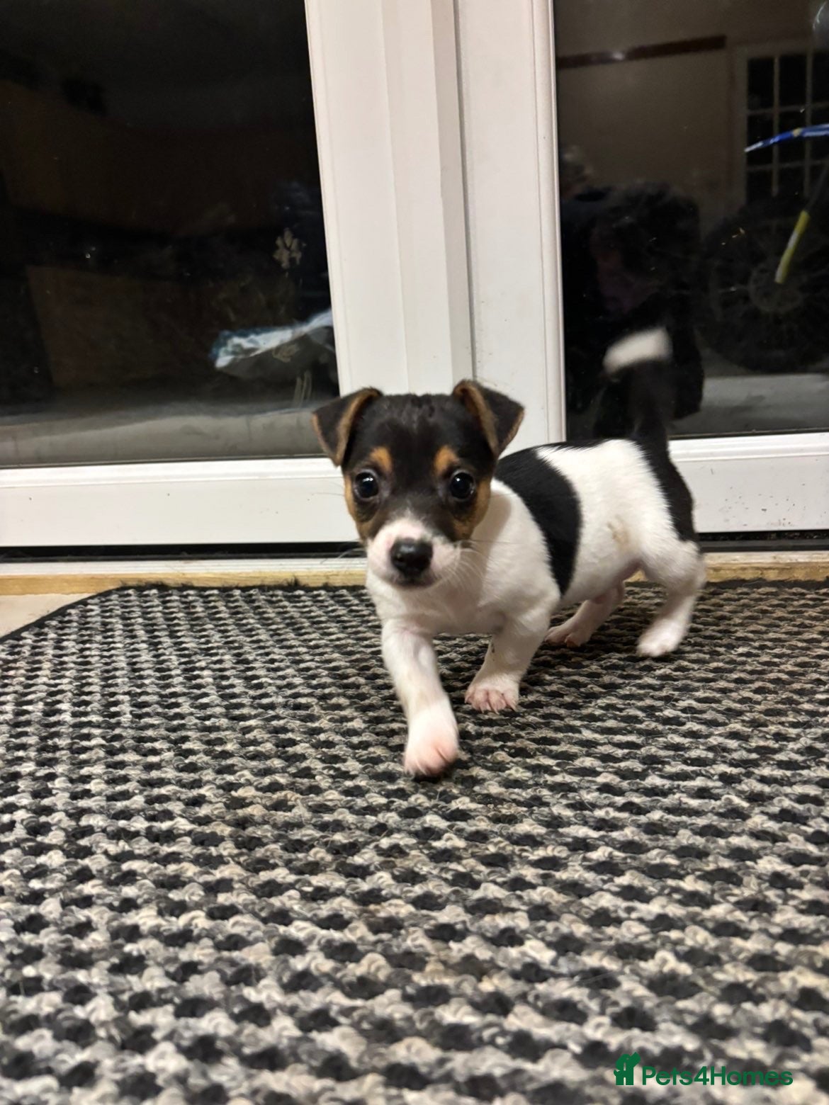 Jack Russell dogs Short legged Jack Russel puppies.  - Advert 6