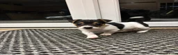 Jack Russell dogs for sale: Short legged Jack Russel puppies.  - Advert 1