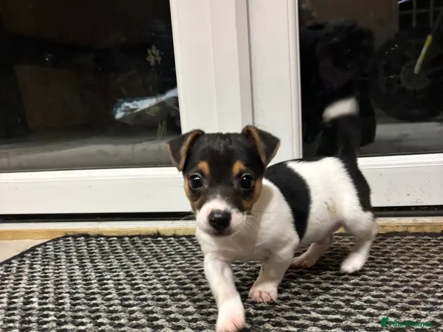 Jack Russell dogs Short legged Jack Russel puppies. - Advert 4