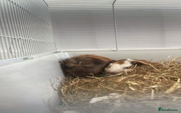Guinea Pig rodents for sale: Guinea pigs  - Image 2