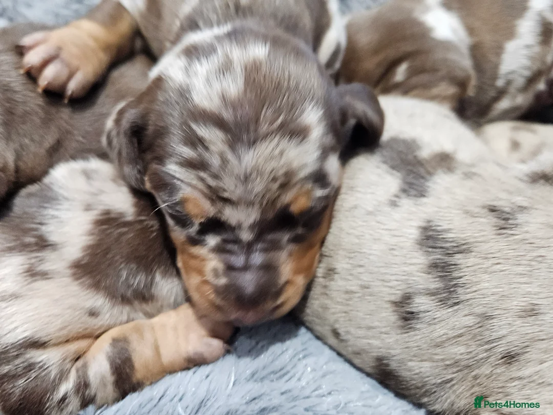 Dachshund dogs for sale: Dachshunds7puppies,only one brown girl left - Advert 11