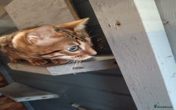 Bengal cats for sale: G5 pure Bengal kitten - Image 7