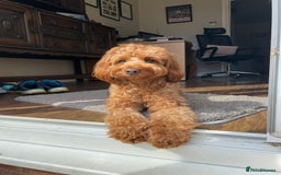 Labradoodle dogs for sale: F1bb fox red miniature labradoodle puppies  - Image 6