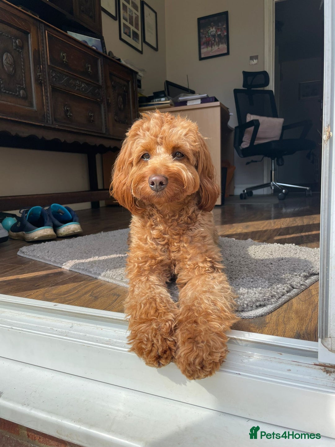 Labradoodle dogs for sale: F1bb fox red miniature labradoodle puppies  - Image 6
