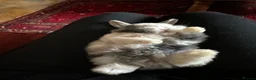 Mini Lop rabbits for sale: Mini lop babies-exceptionally well handled - Advert 2