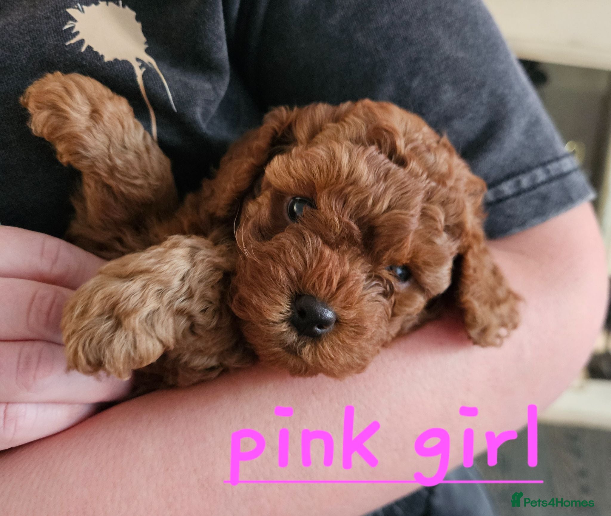 Cockapoo dogs 🐶 READY SOON!TeddyBear red Toy Cockapoo Puppies  - Advert 1