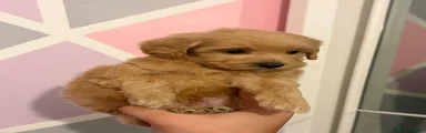 Maltipoo 2