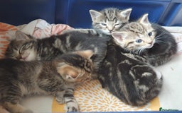 Mixed Breed cats for sale: Cute kittens  - Image 5