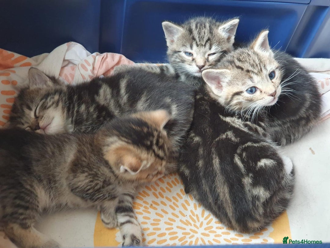 Mixed Breed cats for sale: Cute kittens  - Image 5