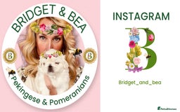 Pomeranian dogs for sale: 💛WAITING LIST NOW OPEN💛 - Image 7