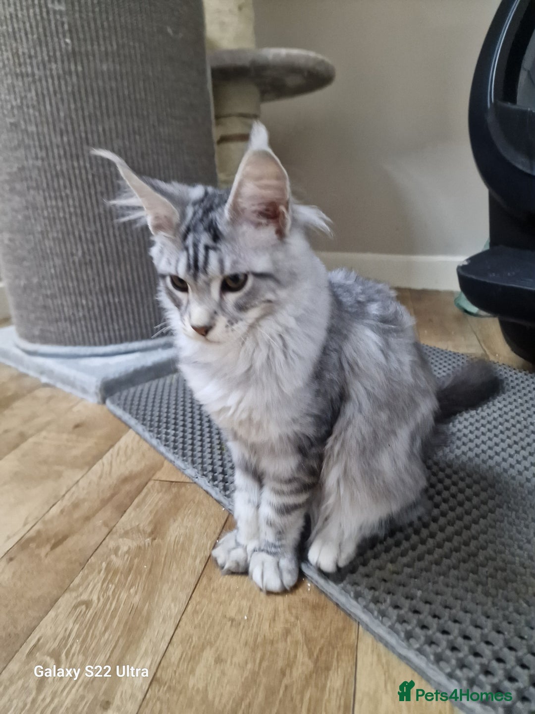 Maine Coon cats for sale: Pure maine coon - Image 4