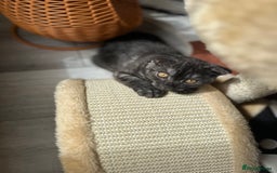 Scottish Fold cats for sale: Adorable 3 Months Old Scottish Fold Boy - Image 3