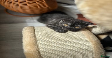 Scottish Fold cats - Advert 2