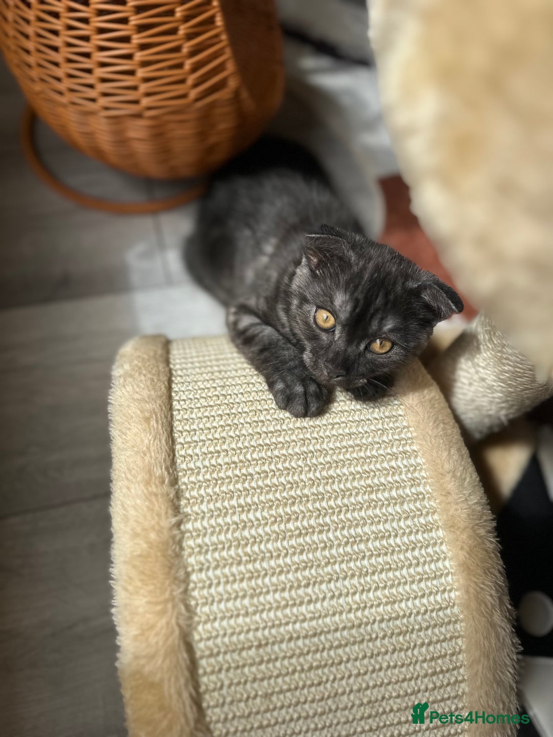 Scottish Fold cats for sale: Adorable 3 Months Old Scottish Fold Boy - Image 3