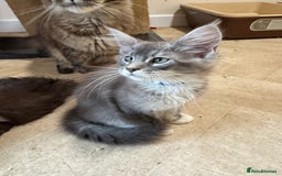 Maine Coon cats for sale: Beautiful GCCF kittens various colours - Image 18