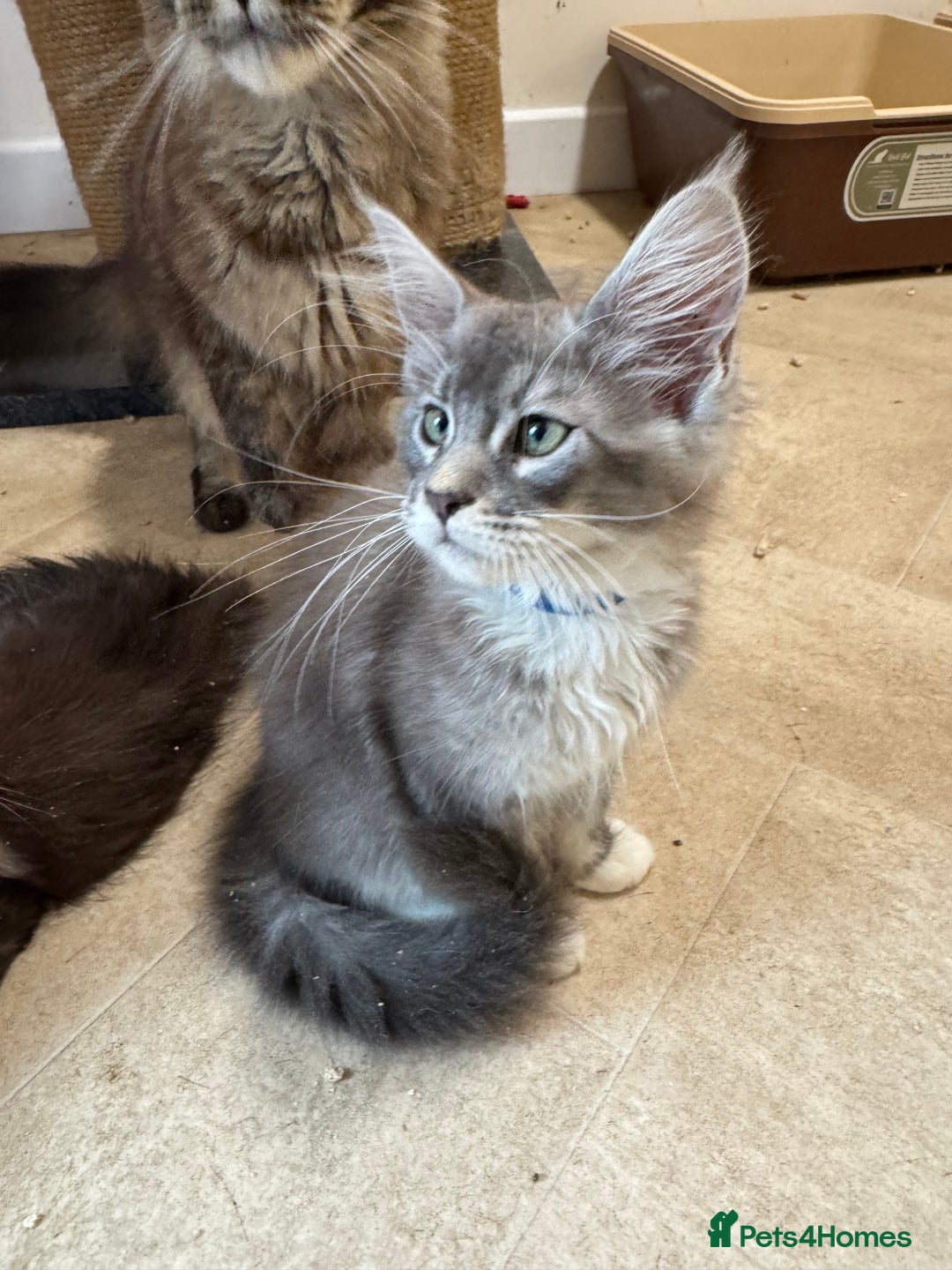 Maine Coon cats for sale: Beautiful GCCF kittens various colours - Image 18