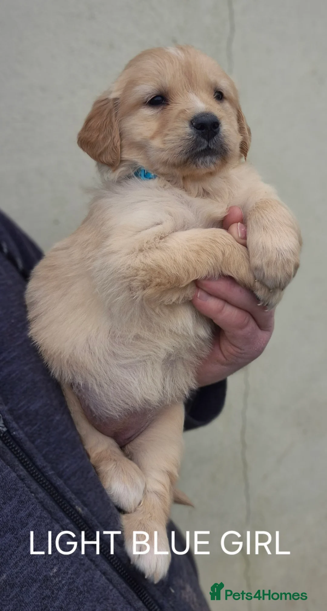 Golden Retriever dogs for sale: KC GOLDEN RETRIEVER PUPPIES HEALTH SCORED PARENTS  - Advert 9