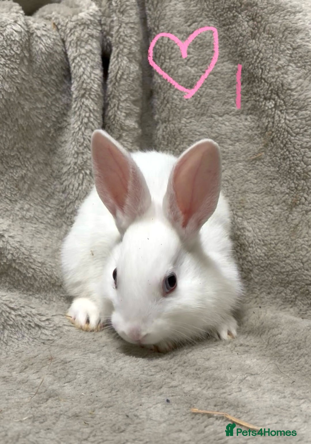 Mixed Breed rabbits for sale: 4 Beautiful baby mix breed bunnies  - Advert 8