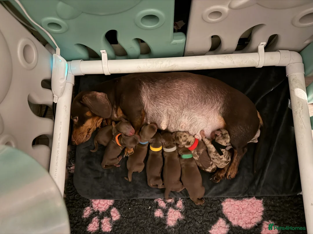 Miniature Dachshund dogs for sale: Miniature dachshund pups - Advert 1