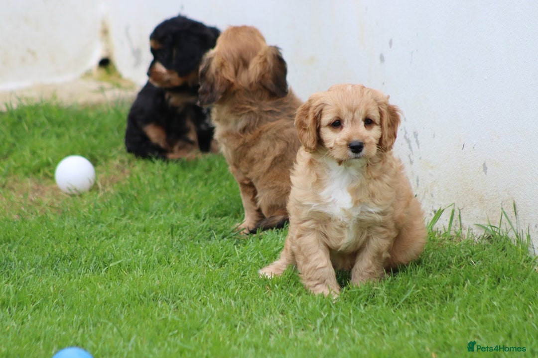 Cavapoo dogs for sale: F1 Cavapoo puppies for sale - Image 34