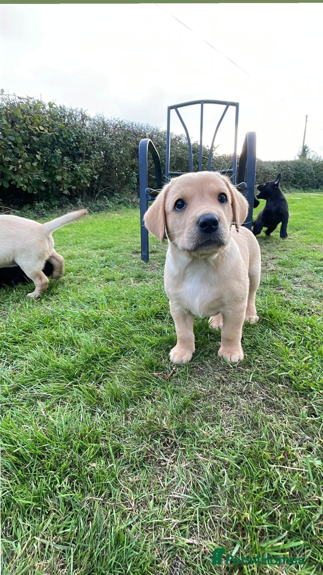 Labrador Retriever dogs for sale: 2 boys for sale, 1 golden & 1 black in Dorchester - Advert 7
