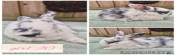 Mini Lop rabbits for sale: Ready to be reserved - Advert 20