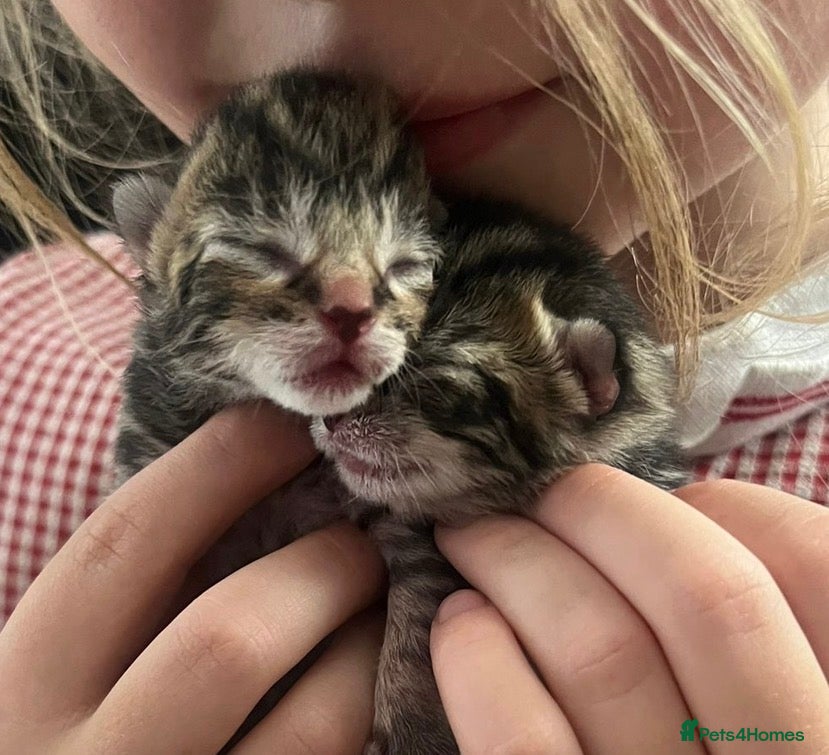 Mixed Breed cats Mixed breed  - Advert 3