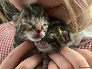 Mixed Breed cats Mixed breed - Advert 11