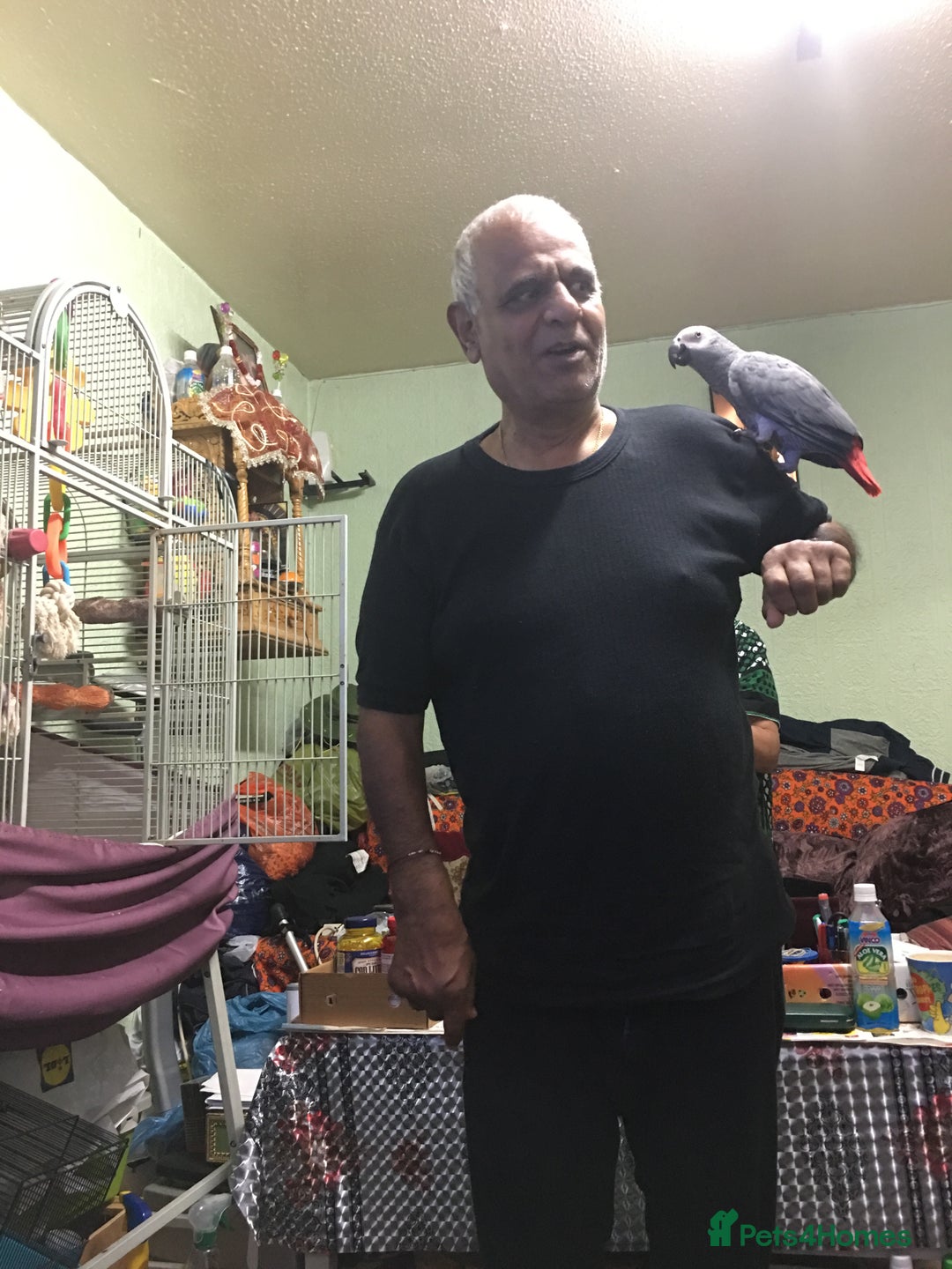 Parrots birds for sale: 2 African grey parrots  - Image 8