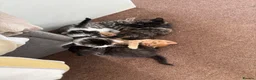 Domestic Shorthair cats for sale: Adorable Kittens for Sale ready 26th May! - Advert 12