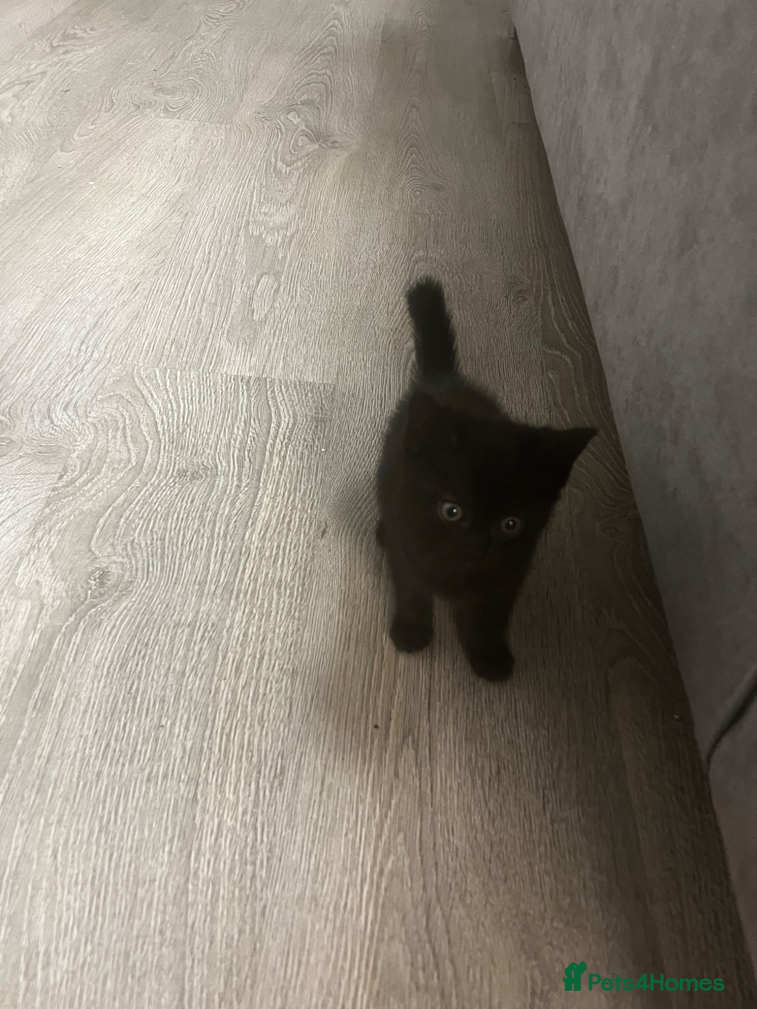 Mixed Breed cats 1/2 British blue kittens  - Advert 4