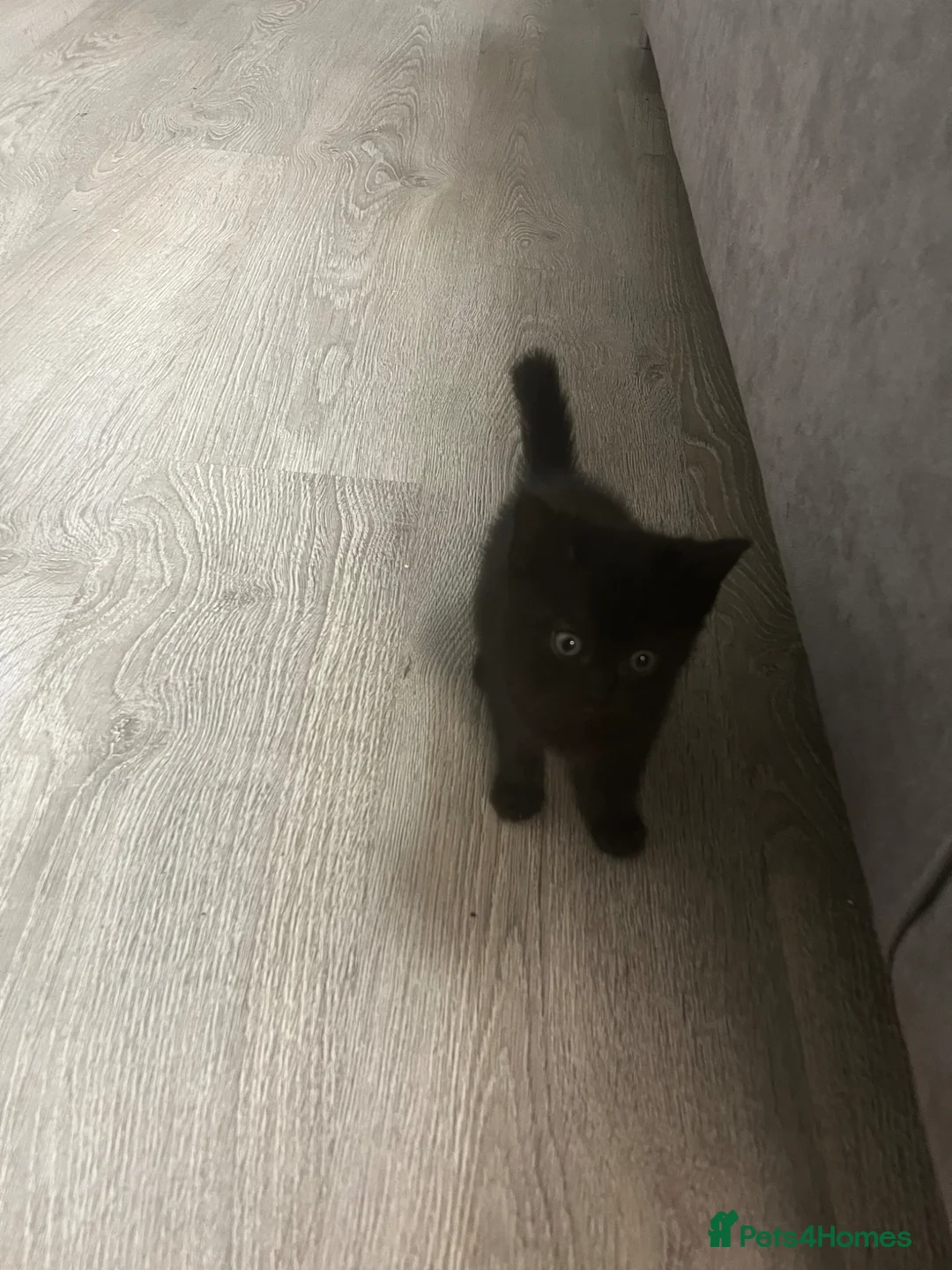 Mixed Breed cats for sale: 1/2 British blue kittens  - Advert 1
