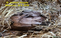 Mini Lop rabbits for sale: Mini lops 2 litters 2 + 5 - Image 3