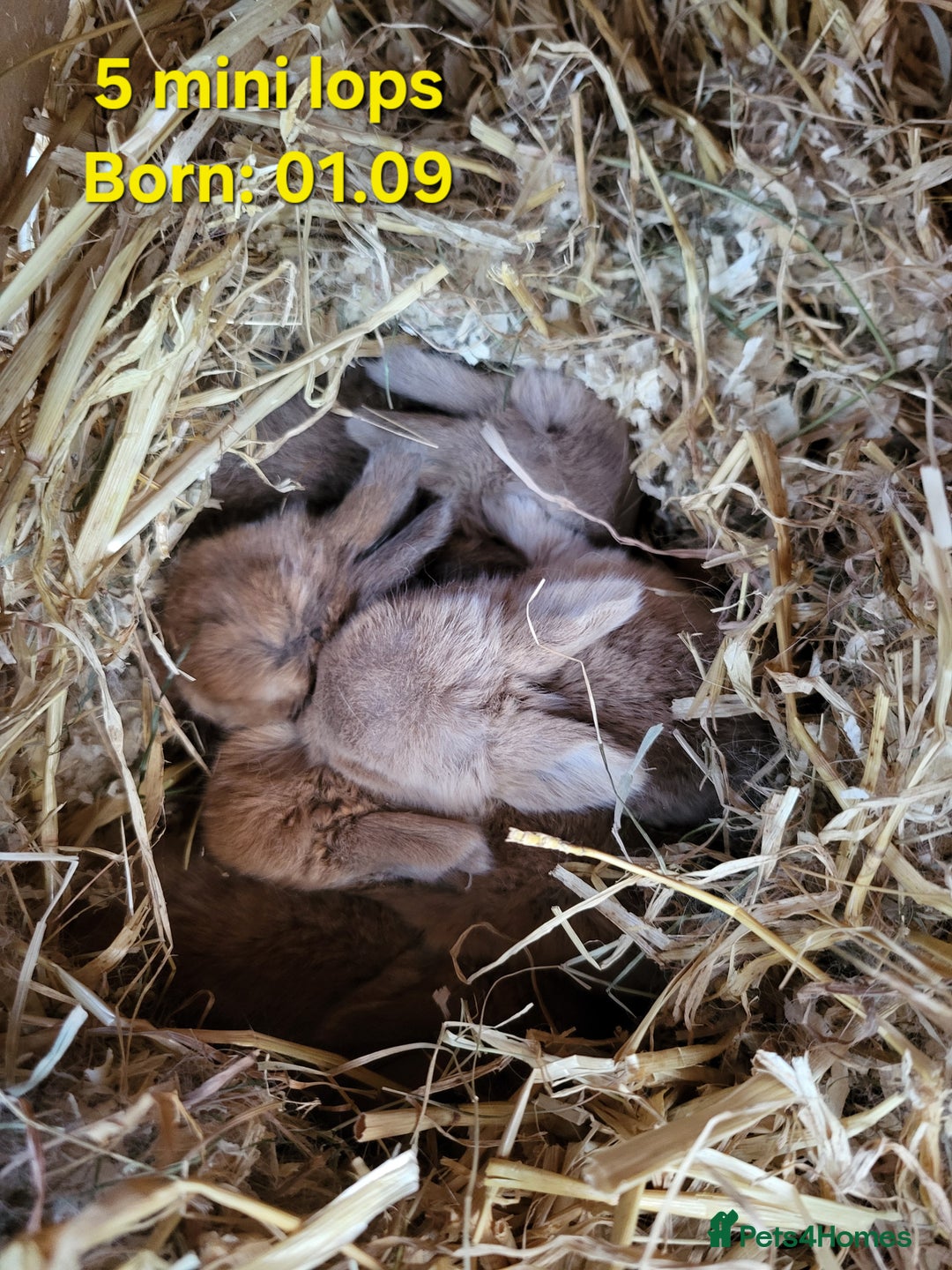 Mini Lop rabbits for sale: Mini lops 2 litters 2 + 5 - Image 3
