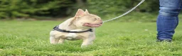 French Bulldog dogs for stud: Oscar the Quality French Bulldog Stud - Advert 3
