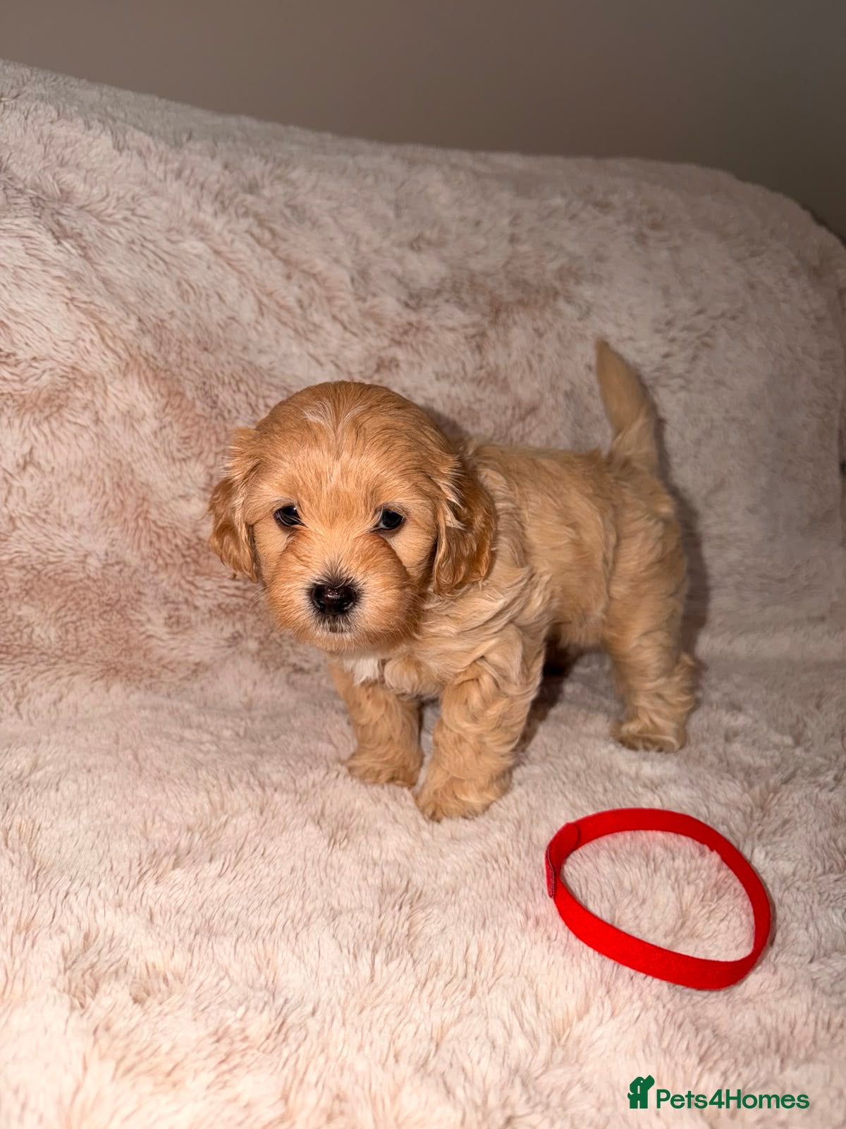 Maltipoo dogs Maltipoo Male Puppies - Advert 2
