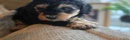 Cavapoo dogs for sale: FB11 Cavadoodles  - Advert 11