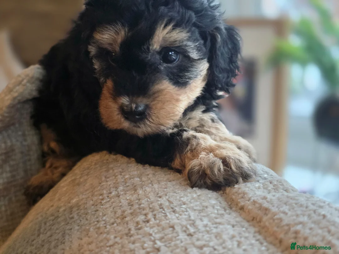 Cavapoo dogs for sale: FB11 Cavadoodles  - Advert 11