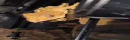 Gecko reptiles for sale: Lovely Crested Gecko and complete setup in Ardrossan - Advert 7