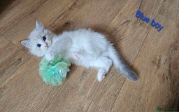 Ragdoll cats for sale: 2 Boys left Gccf £950 Ragdolls  - Image 9